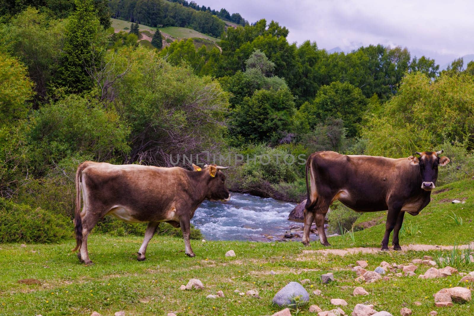 Two brown cows grazing on grassland near a flowing mountain river by z1b