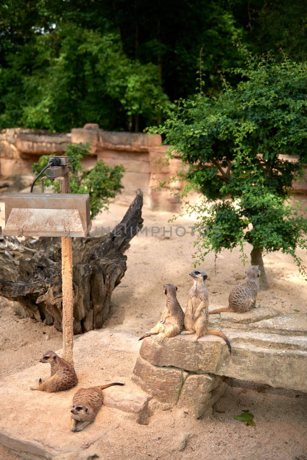 Enchanting Meerkats. Meerkat: Whimsical Moments in the Wilderness. Exploring the Savanna Landscape. Playful Meerkats in the African Sun. Guardians of the Desert: Meerkats Standing Tall. Adorable Meerkats in Action Safari