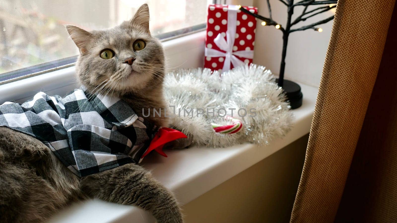 Scottish straight eared cat surprised with red tie bow on New Year's holiday, celebrating Christmas. Pet sitting on the windowsill at home