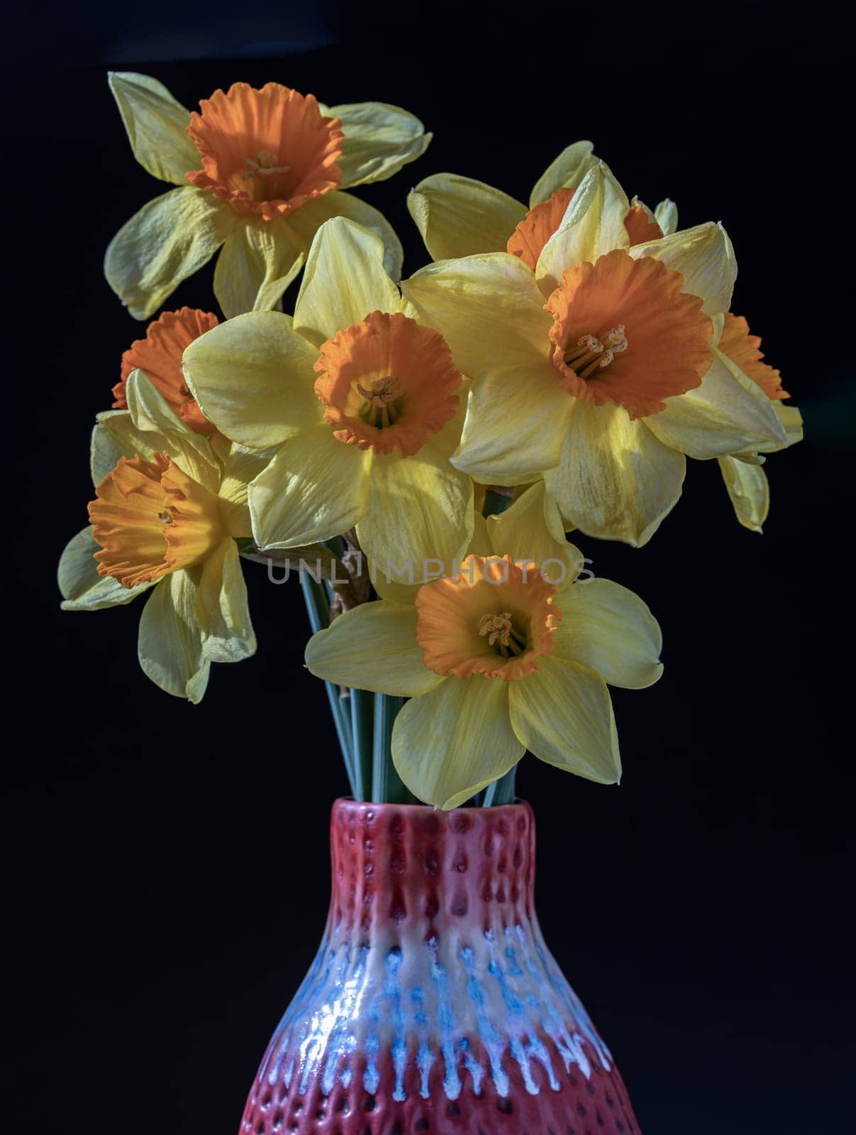 Arrangement of Yellow Spring Flowers Daffodils. Bunch of daffodils in a red ceramic vase on a dark background, Amazing dark background with Yellow flowers, Copy space, Selective focus.