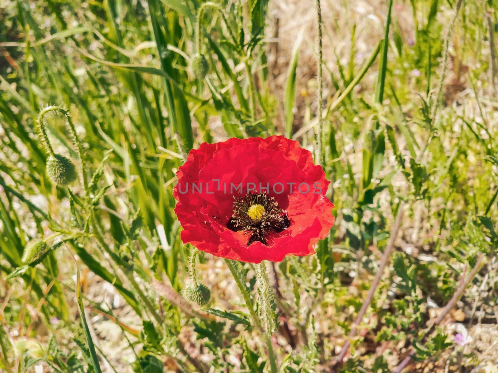 Red poppy flower on a field against green vegetation background.