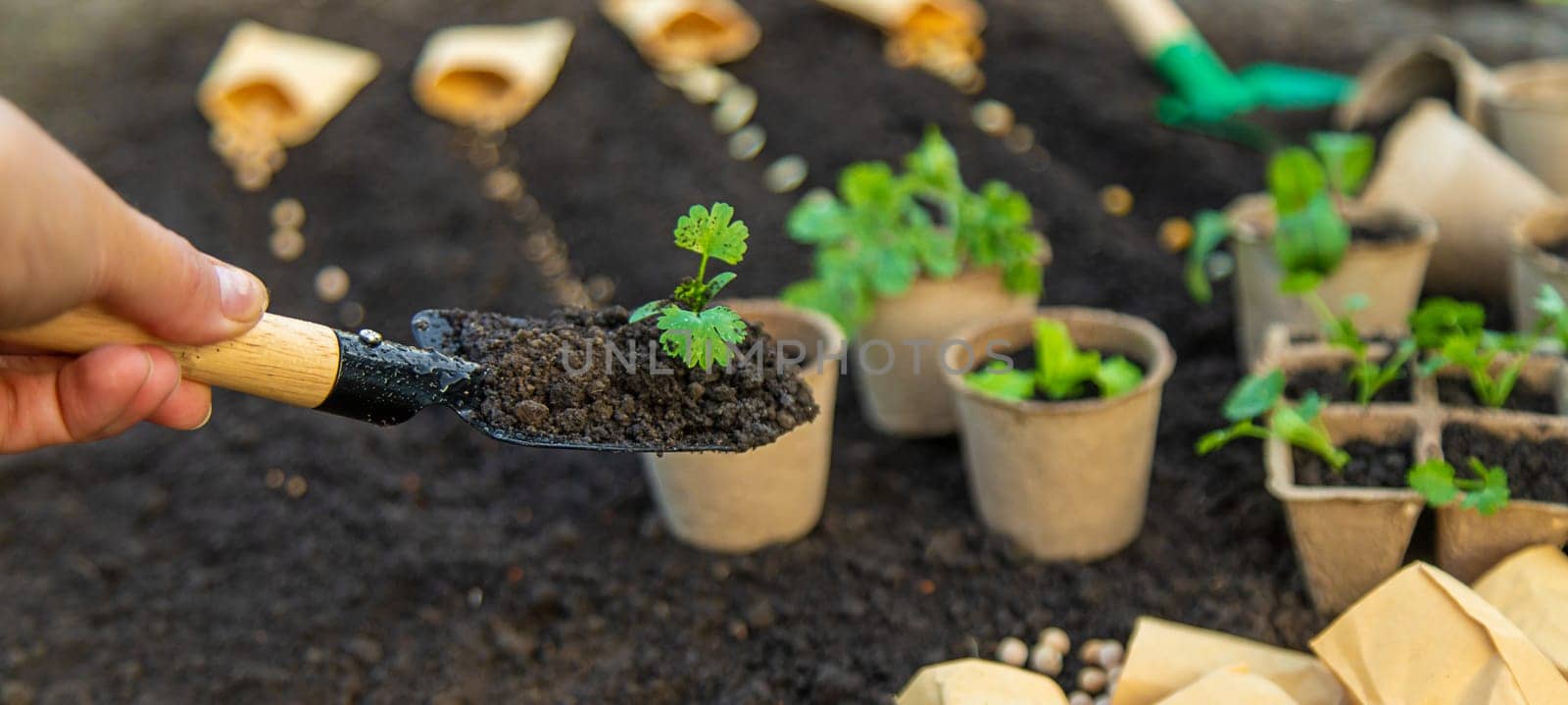 Plant the seedlings in cups. selective focus. nature.