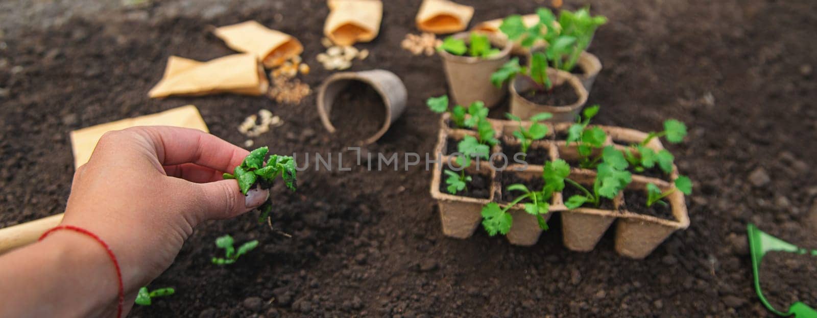 Plant the seedlings in cups. selective focus. nature.