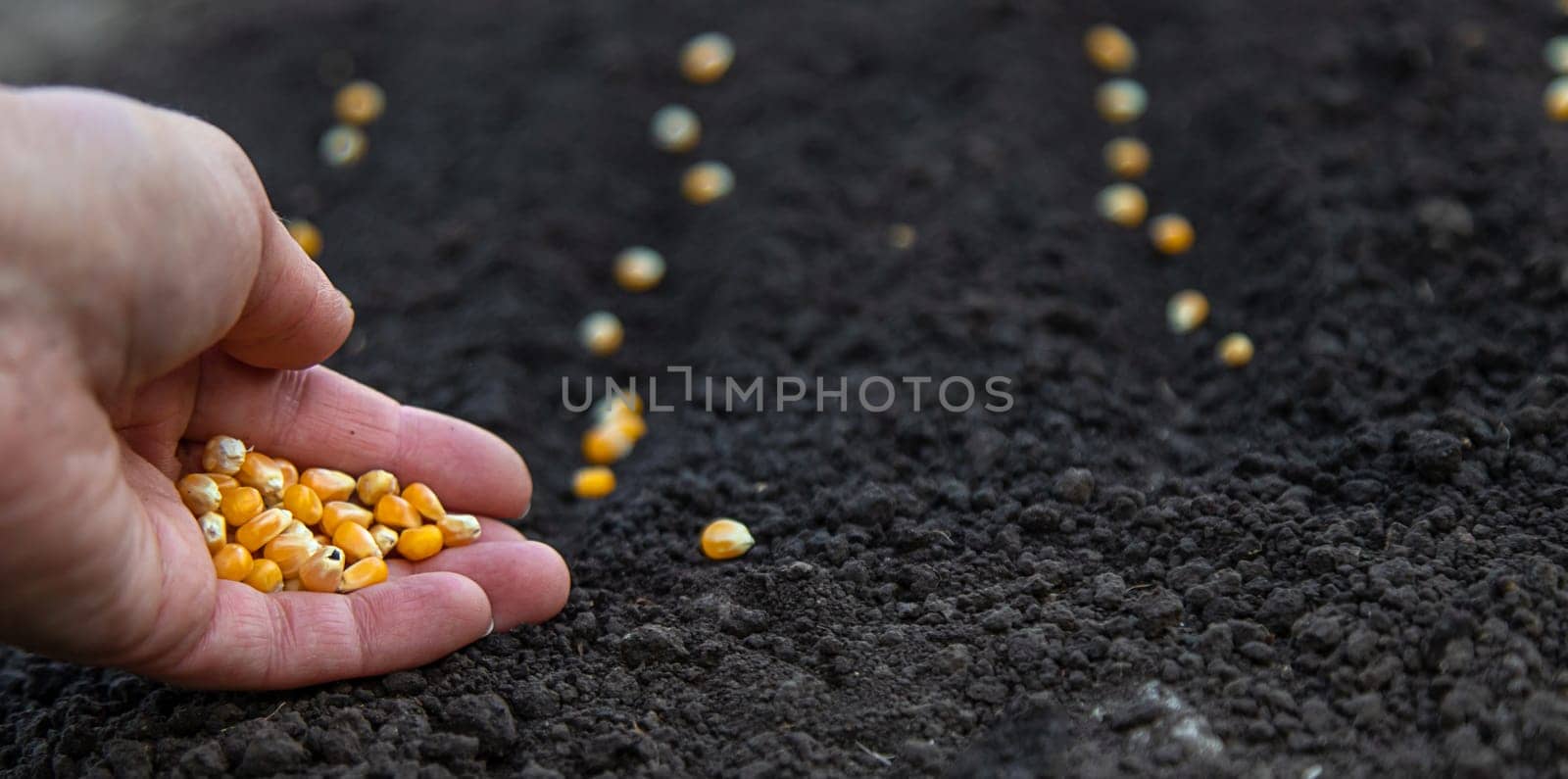 Sow seeds in the garden for rose gardens. selective focus. by yanadjana