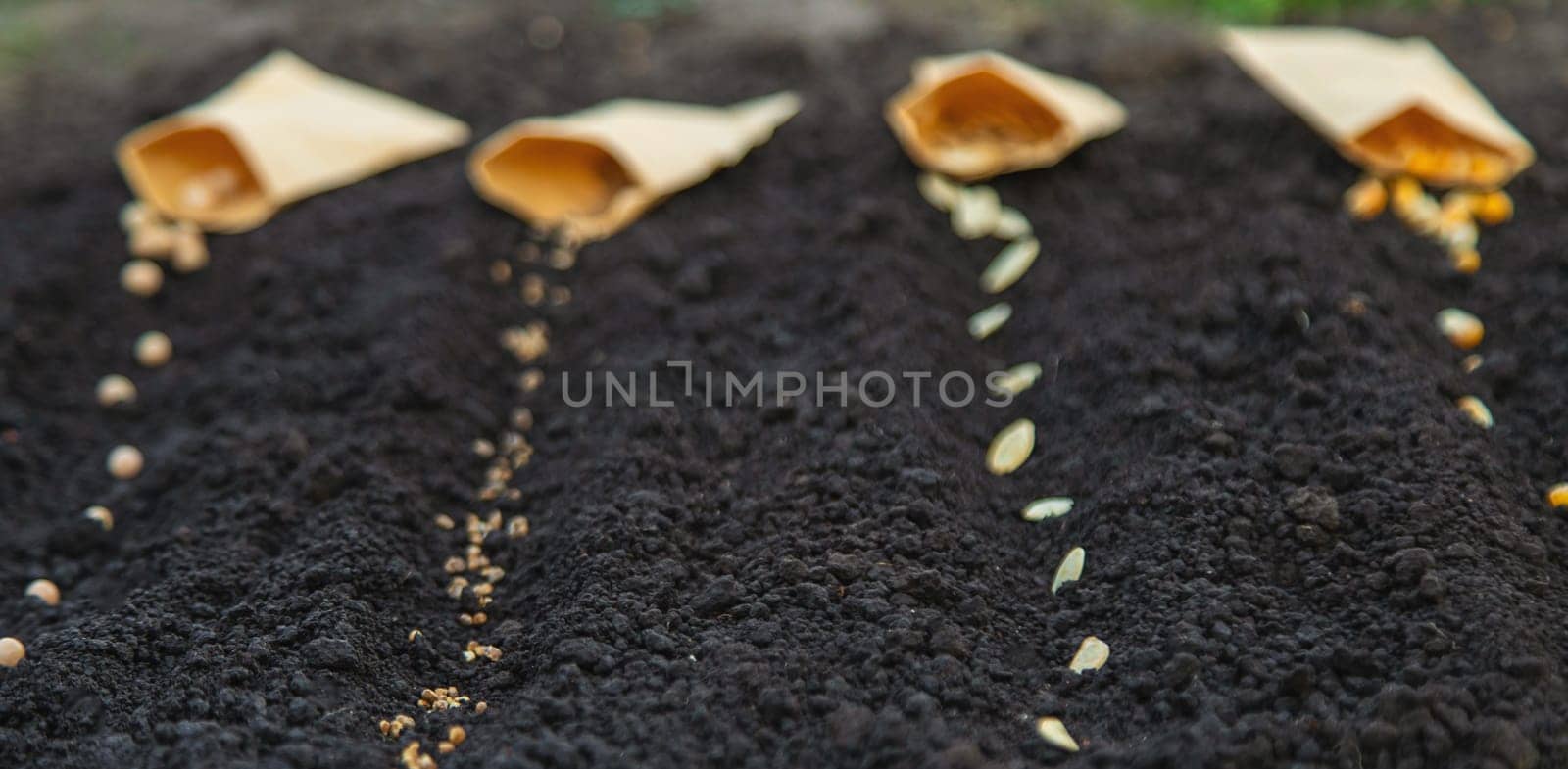Sow seeds in the garden for rose gardens. selective focus. nature.