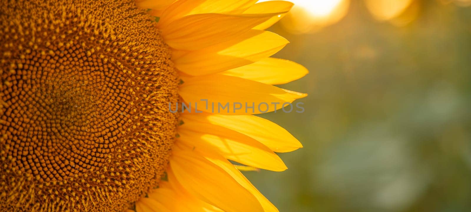 Field sunflowers in the warm light of the setting sun. Summer time. Concept agriculture oil production growing. by Matiunina