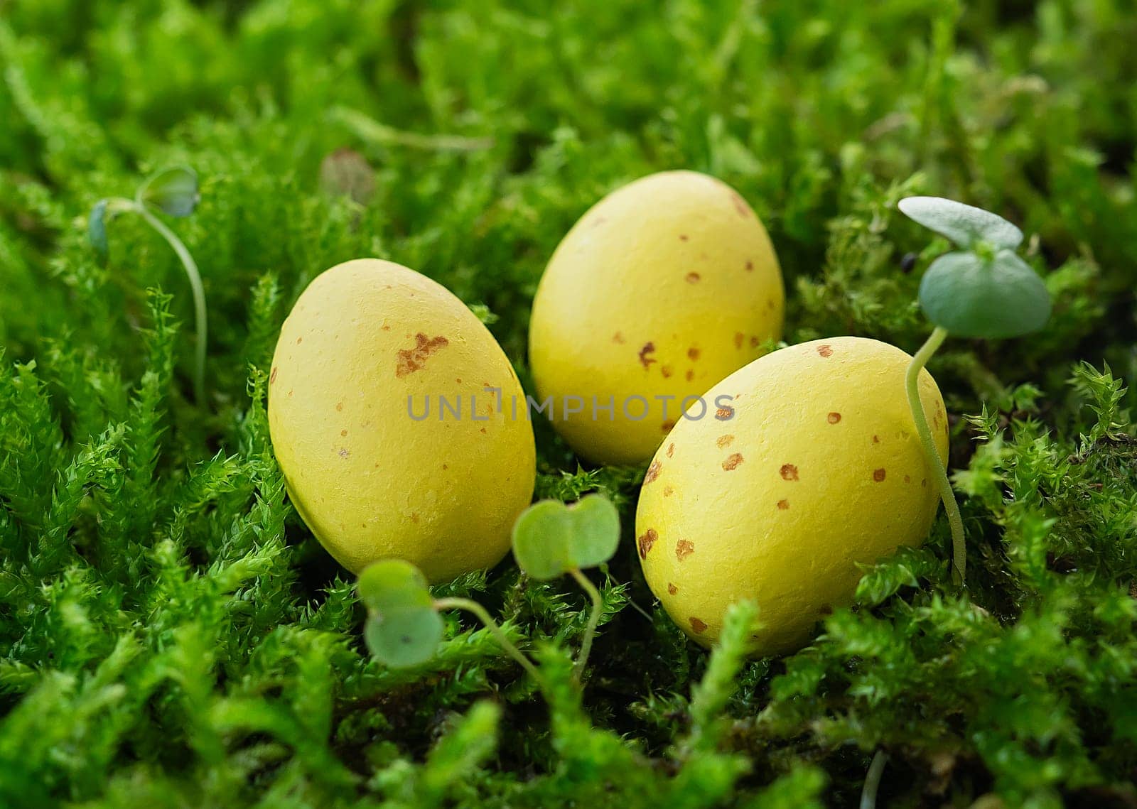 Easter holiday concept. Three speckled eggs hidden in bright green moss