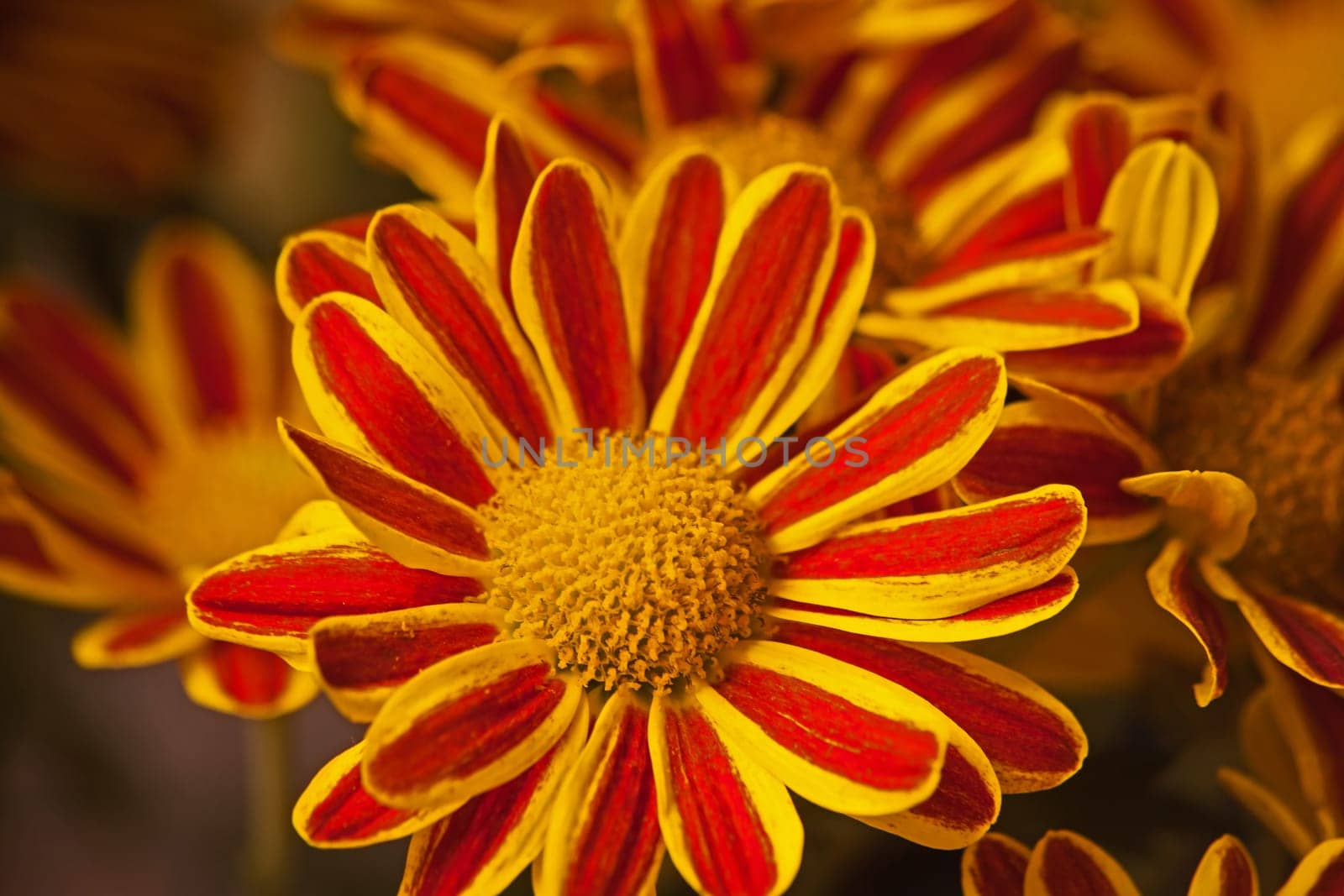 Macro image of bright Chrysanthemum flowers