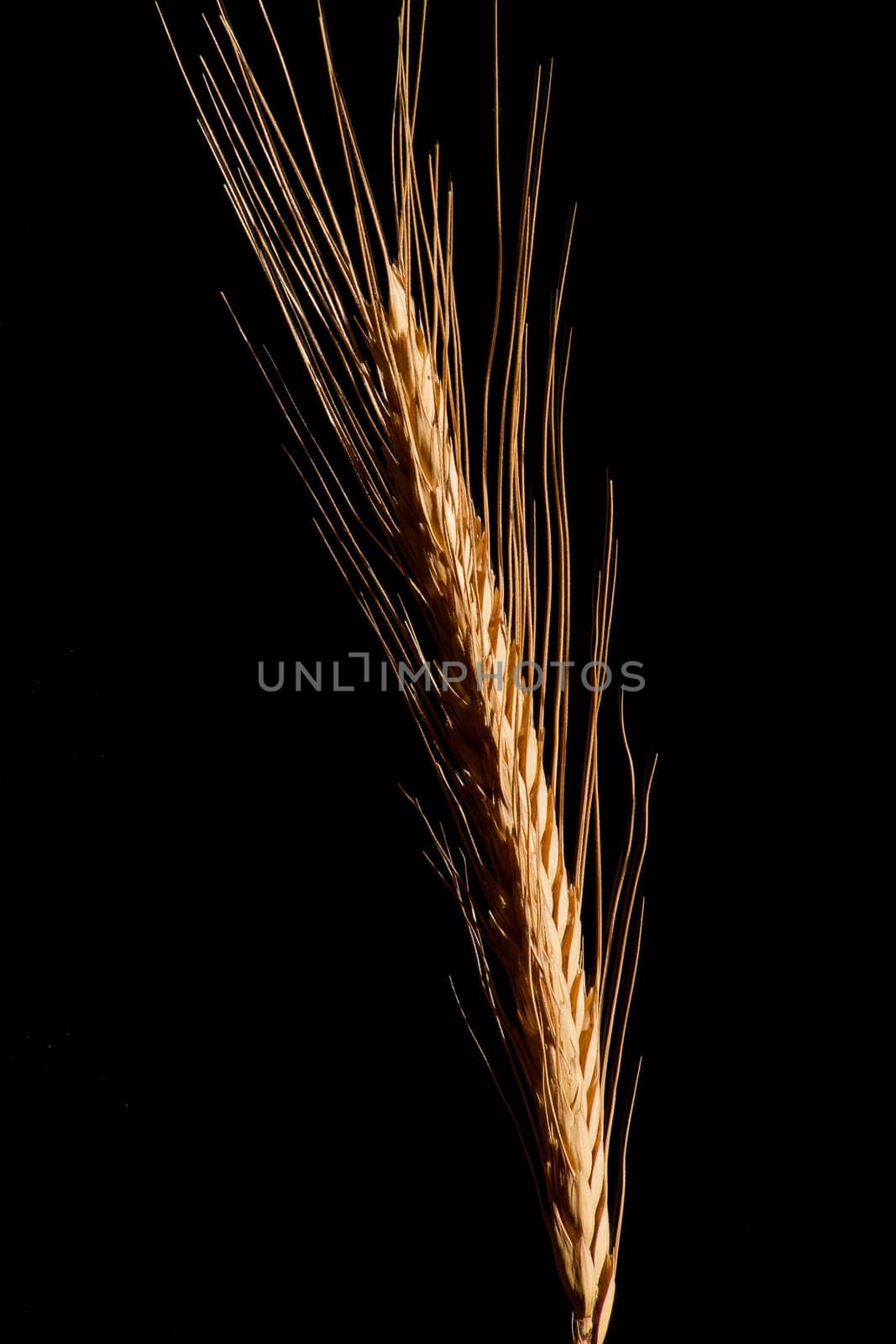 Dried ripe wheat ear isolated on black