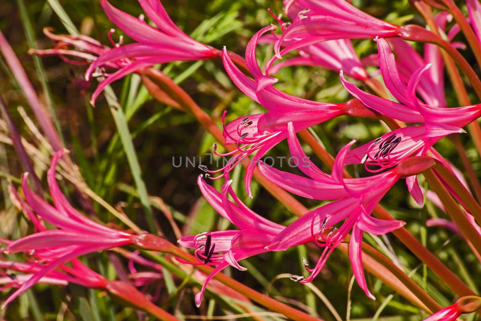 A macro image of the flowers of Nerine laticoma photographed at Walter Sisulu Botanical Gardens in Johannesburg South Africa