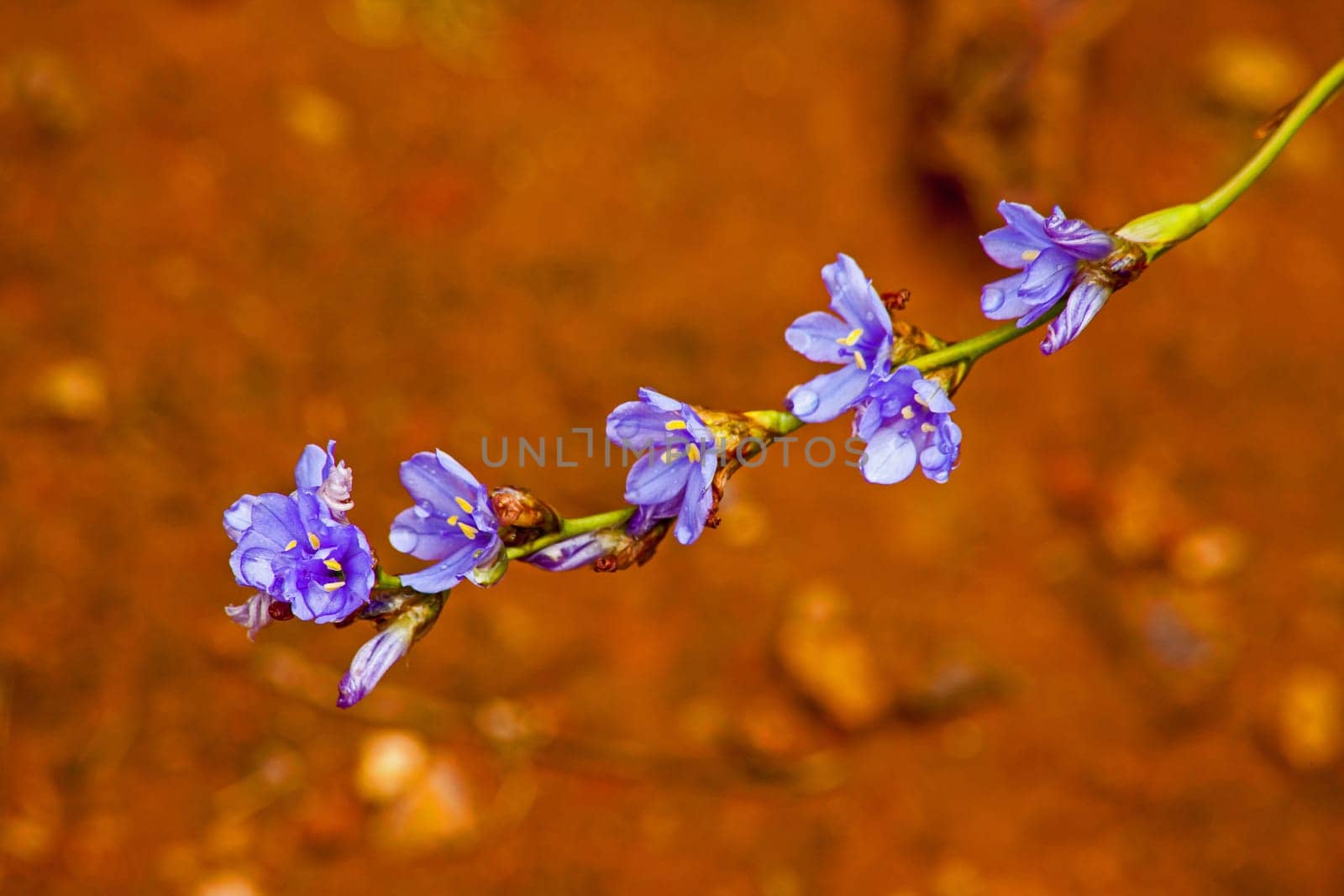 Bright blue Aristea flowers on a blurred background