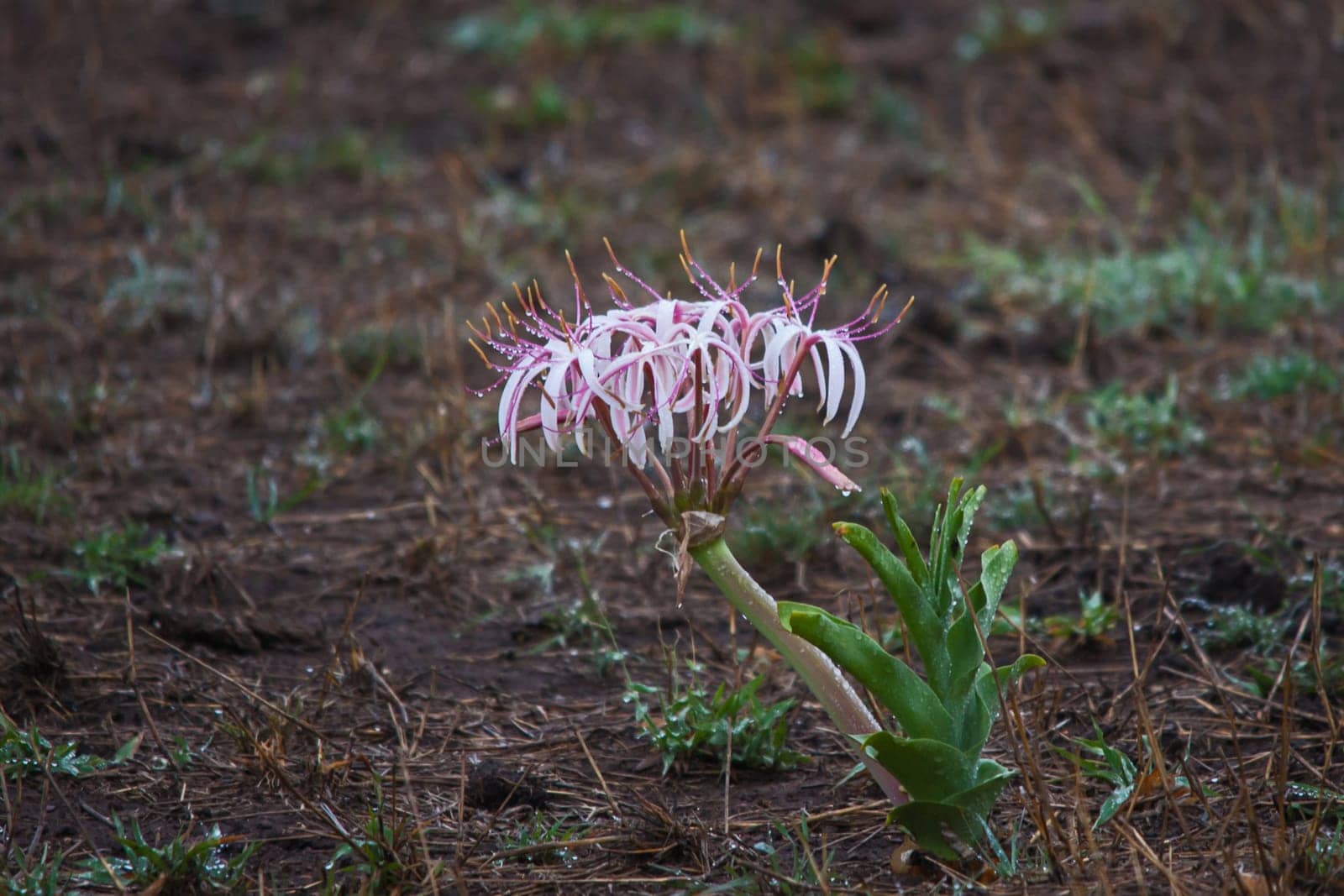 Sand Lily (Crinum buphanoides) 15120 by kobus_peche