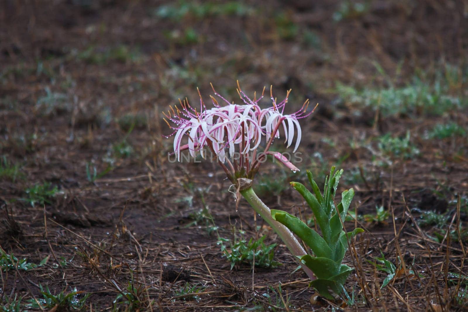 Sand Lily (Crinum buphanoides) flowers with raindrops photographrd after a summer thunderstorm in Kruger National Park South Africa