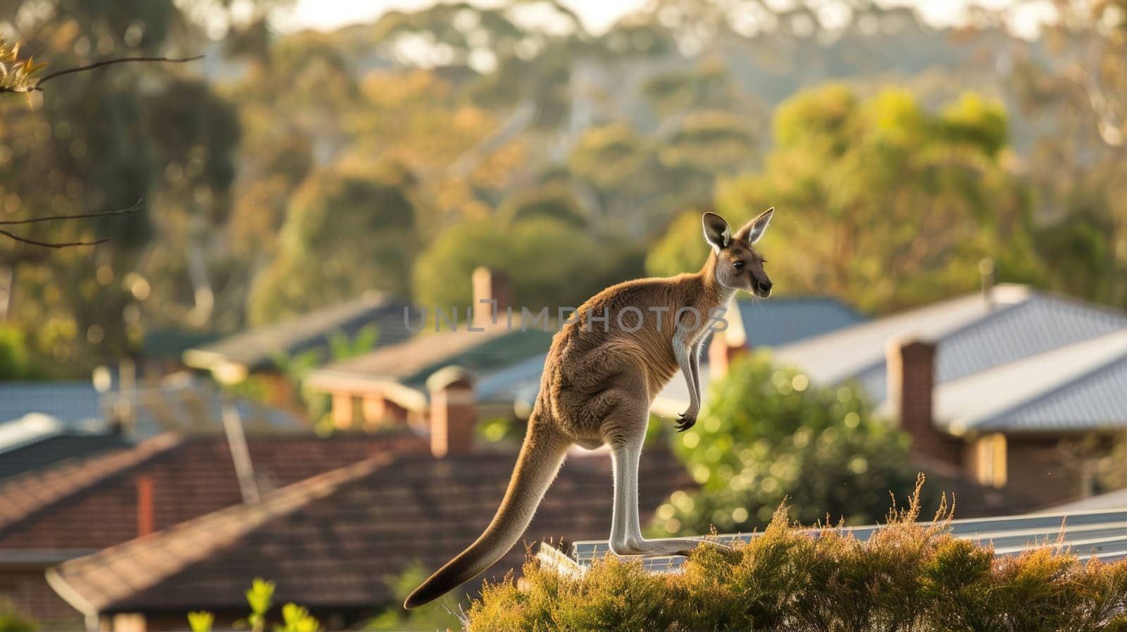 A kangaroo jumps in a residential area. by natali_brill