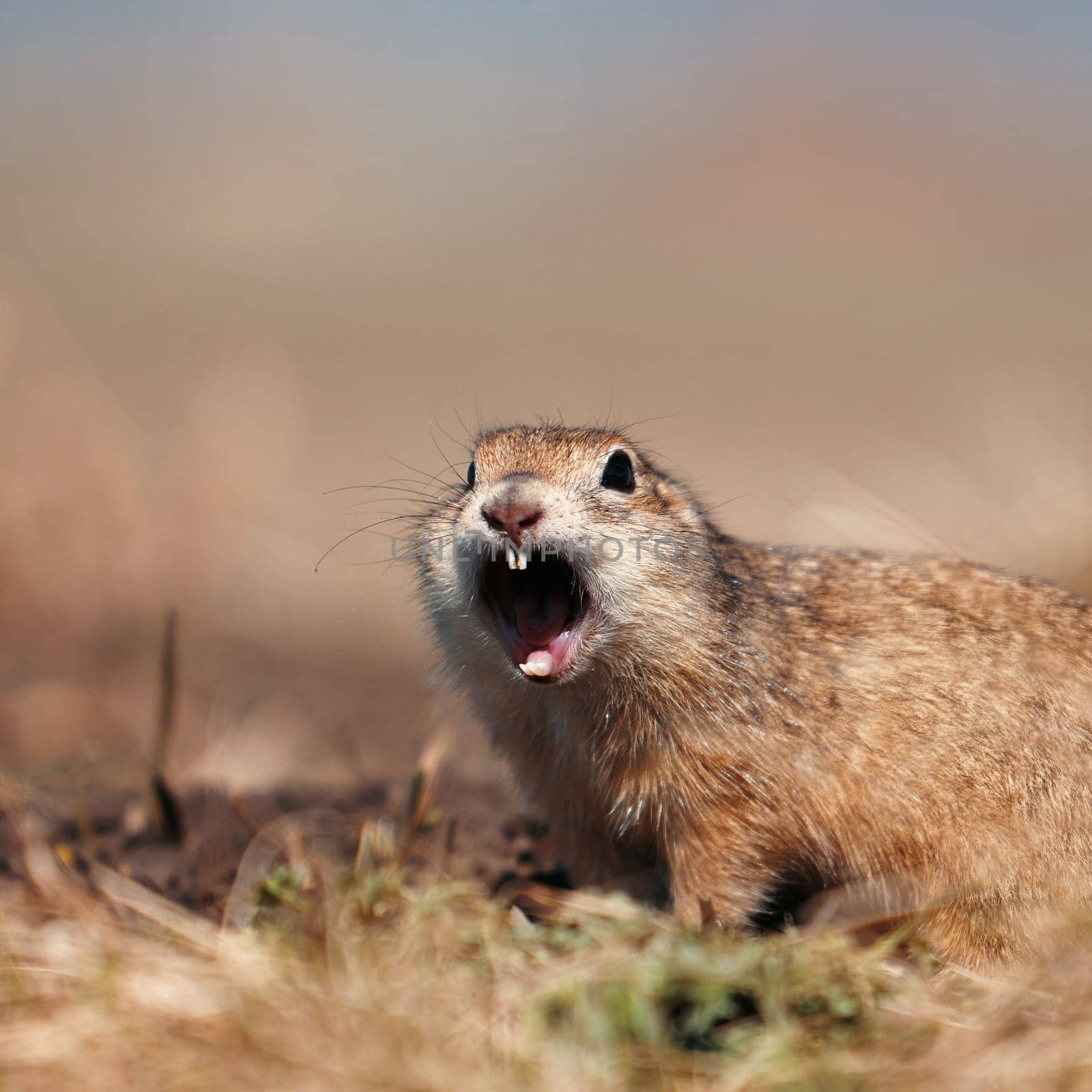 Portrait of a funny gopher, little ground squirrel or little suslik, Spermophilus pygmaeus is a species of rodent in the family Sciuridae. Suslik next to the hole. It is found from Eastern Europe.