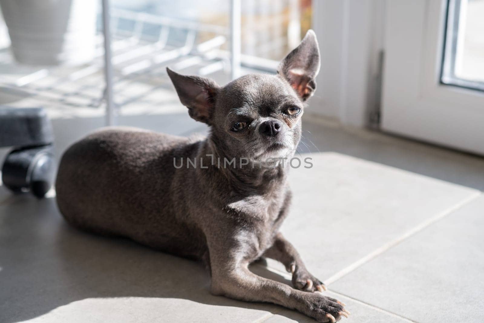 A close-up image shows a cute Chihuahua puppy relaxing on the floor by AnatoliiFoto