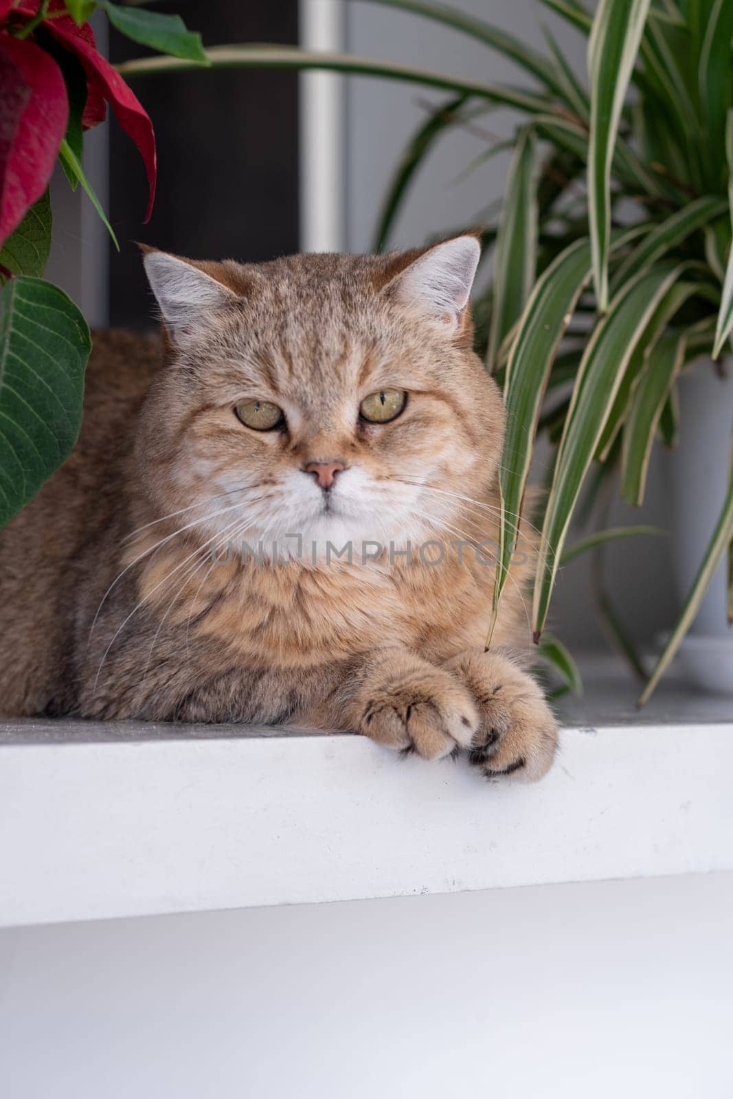 A beautiful domestic striped adult cat lies and sleeps on the windowsill by the window, next to a houseplant or a flower in a flower pot. Favorite pets.