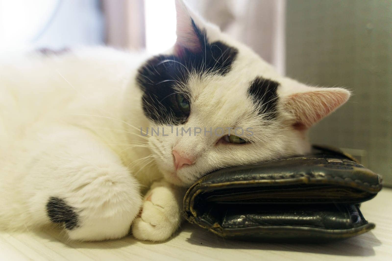 A black and white cat resting comfortably atop a purse, showcasing its elegant fur and relaxed posture.