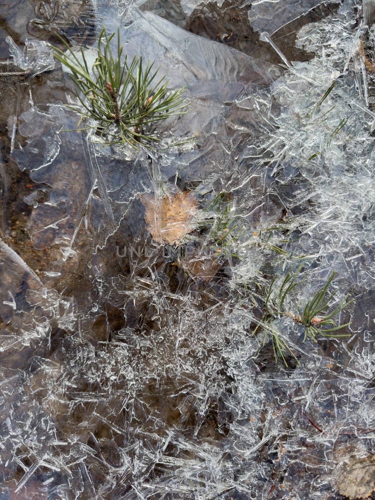 thin transparent ice on a puddle in the park on a spring day, foliage through the ice, dry grass through ice by vladimirdrozdin