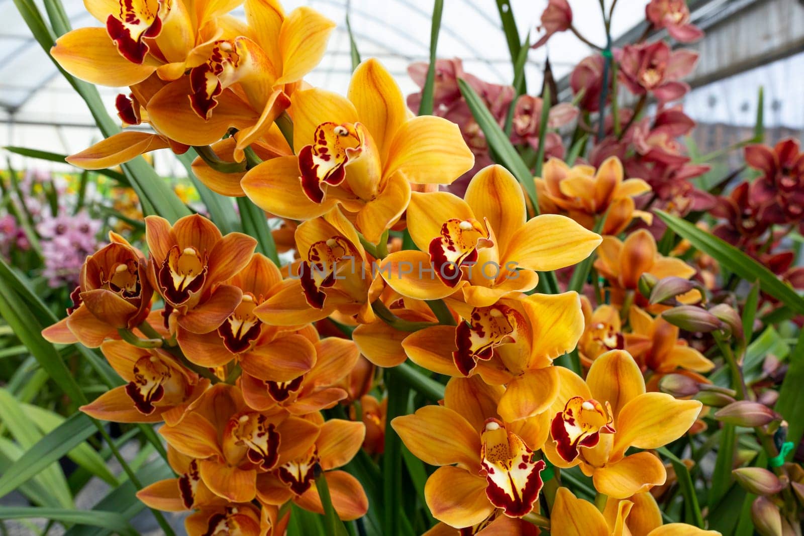 Yellow Red Cymbidiums Orchid Plant Flower in Greenhouse, family Orchidaceae. Blooming Cosmopolitan Flower with Green Leaves. Flora, Floriculture. Horizontal Plane. High quality photo