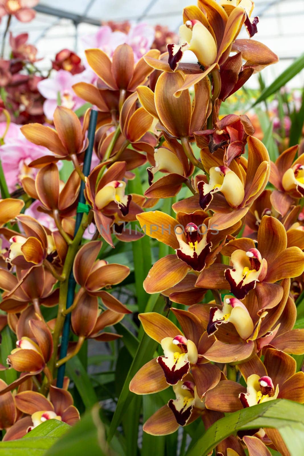 Yellow Red Cymbidiums Orchid Plant Flower in Greenhouse, family Orchidaceae. Blooming Cosmopolitan Flower with Green Leaves. Flora, Floriculture. Vertical Plane by netatsi