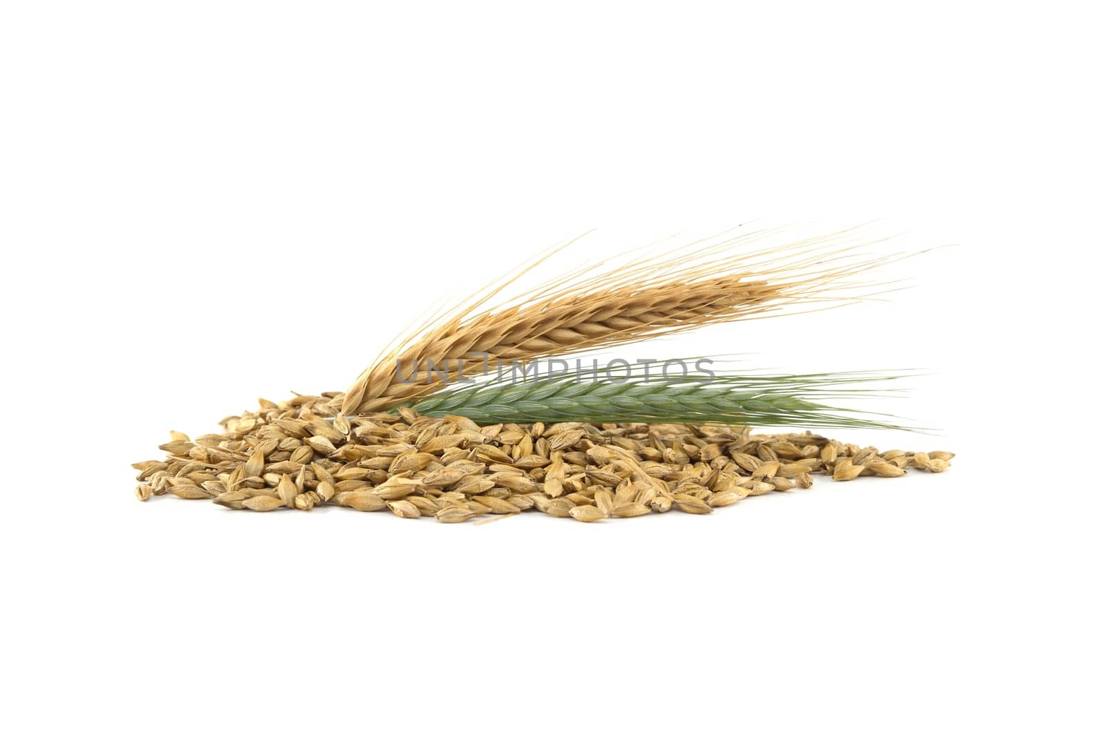 Barley seeds with the outer husk and barley ears isolated on white background, new grain harvest concept