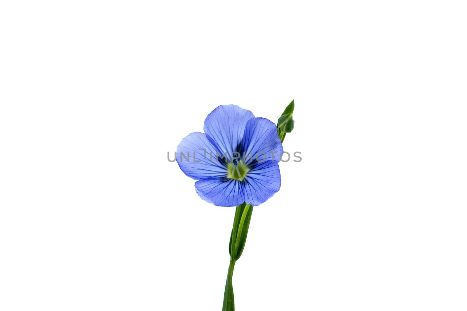 Blue flax blossom in close up isolated on white background with free space for text