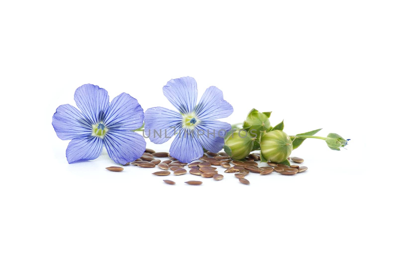 Blue flax blossom and seeds over white background by NetPix