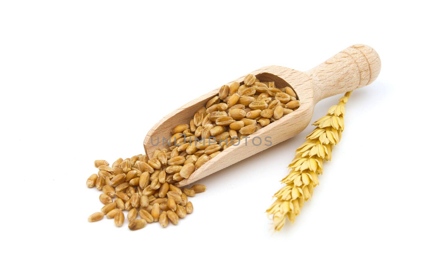 Wheat grain seeds spilling from wooden scoop near to ripe wheat ears over white background with selective focus