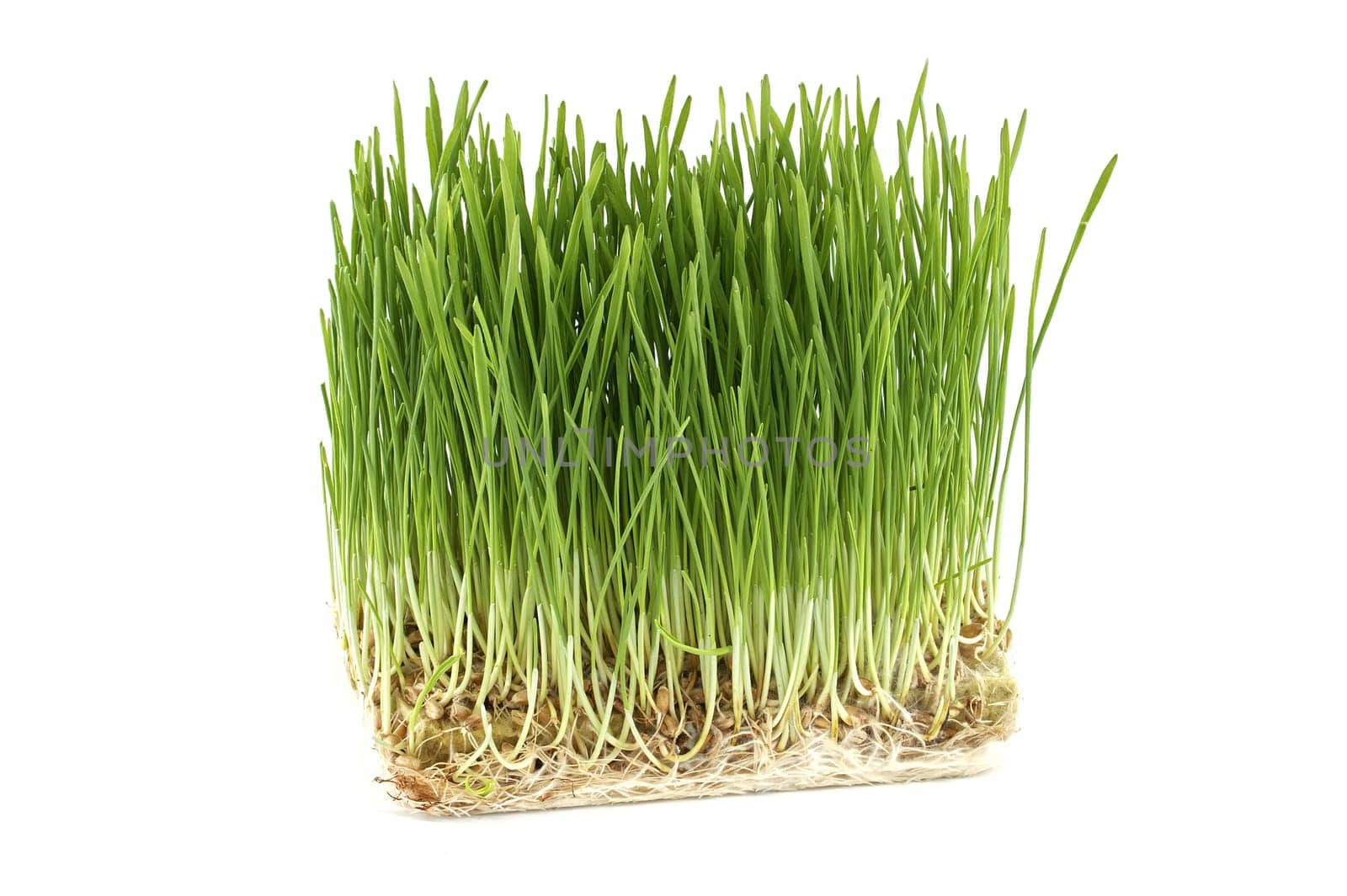 Fresh green wheatgrass with visible roots by NetPix