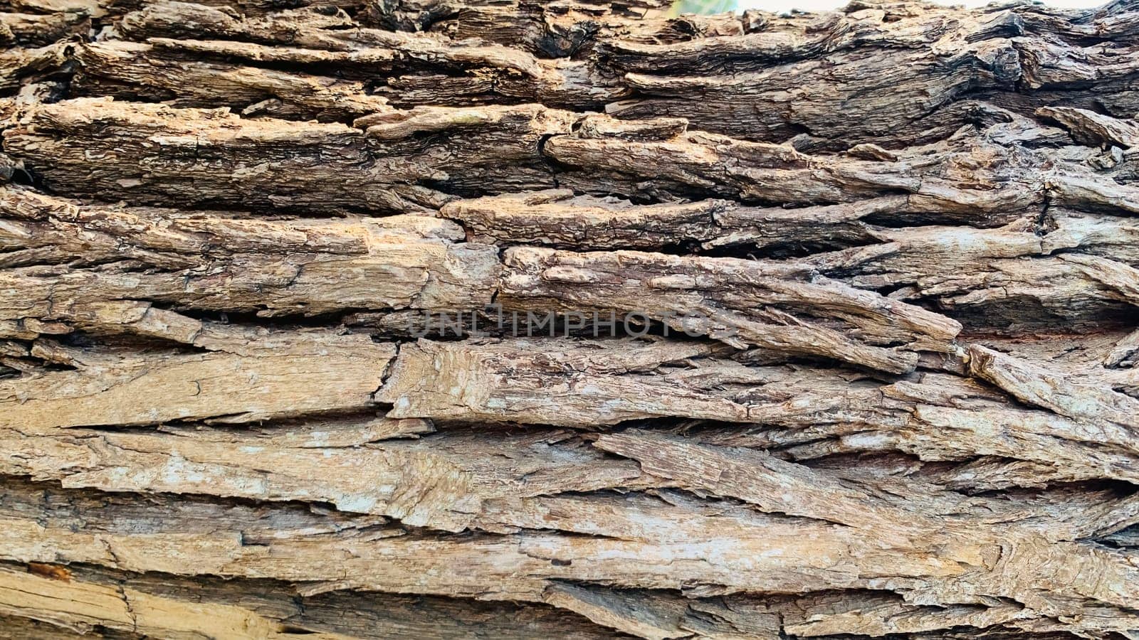 Antique and textured tree bark, suitable for wallpapers or backgrounds, kulit kayu, Bark pattern is seamless texture from tree, nature, trunk, by antoksena