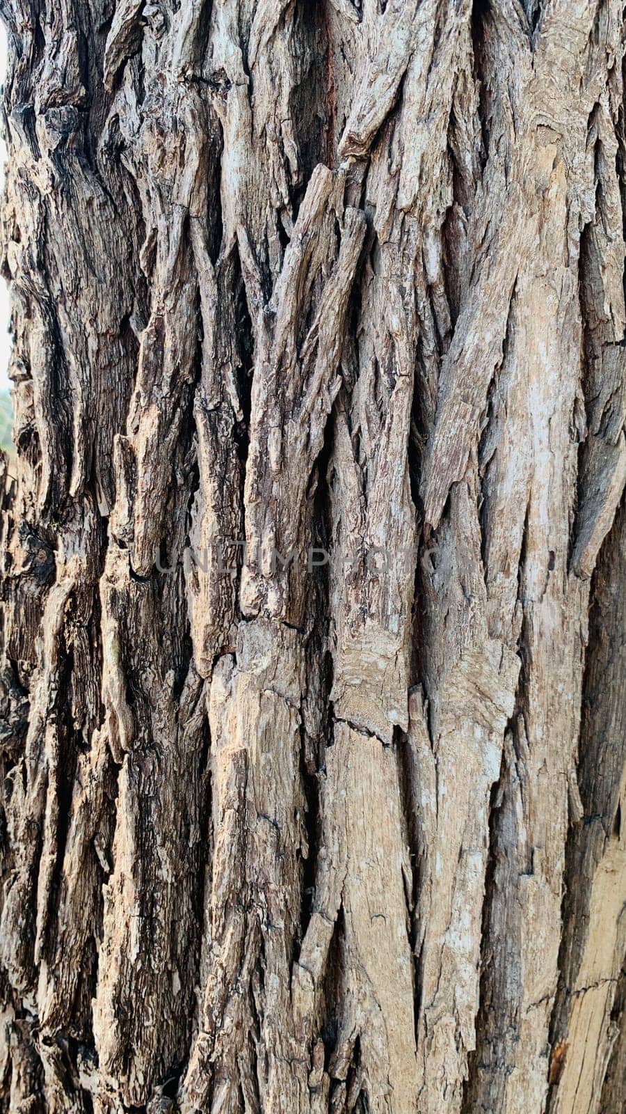 Antique and textured tree bark, suitable for wallpapers or backgrounds, kulit kayu, Bark pattern is seamless texture from tree, nature, trunk, tree, bark, hardwood, trunk, tree, trunk