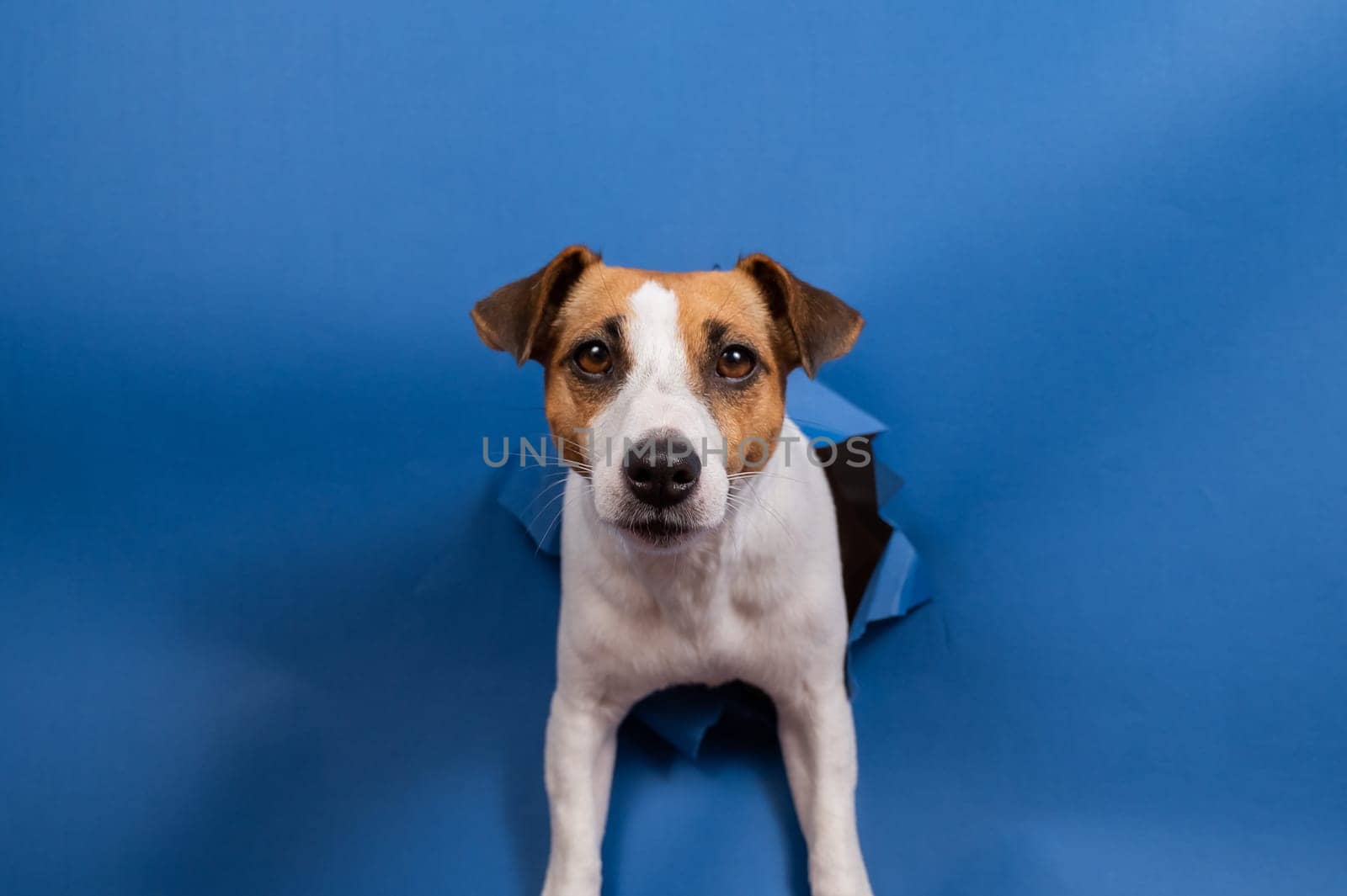 Funny dog jack russell terrier climbs out of a paper blue background breaking a hole in it