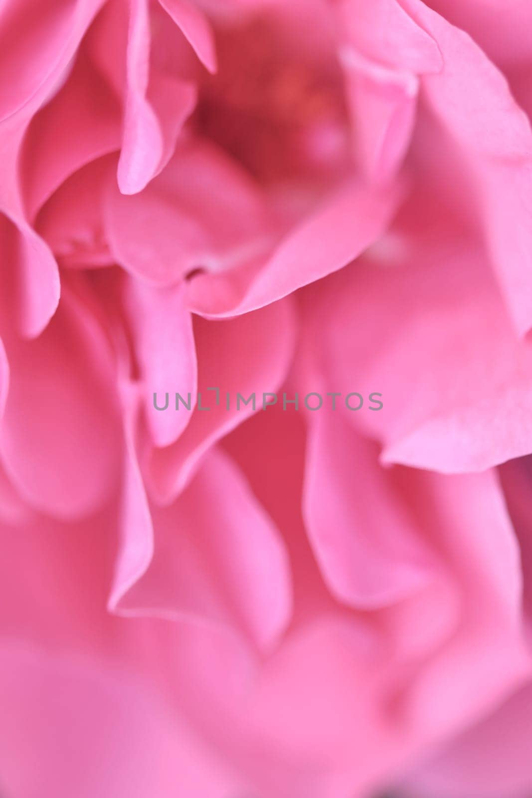 Pale pink rose flower. Macro flowers backdrop for holiday design. Soft focus, abstract floral background