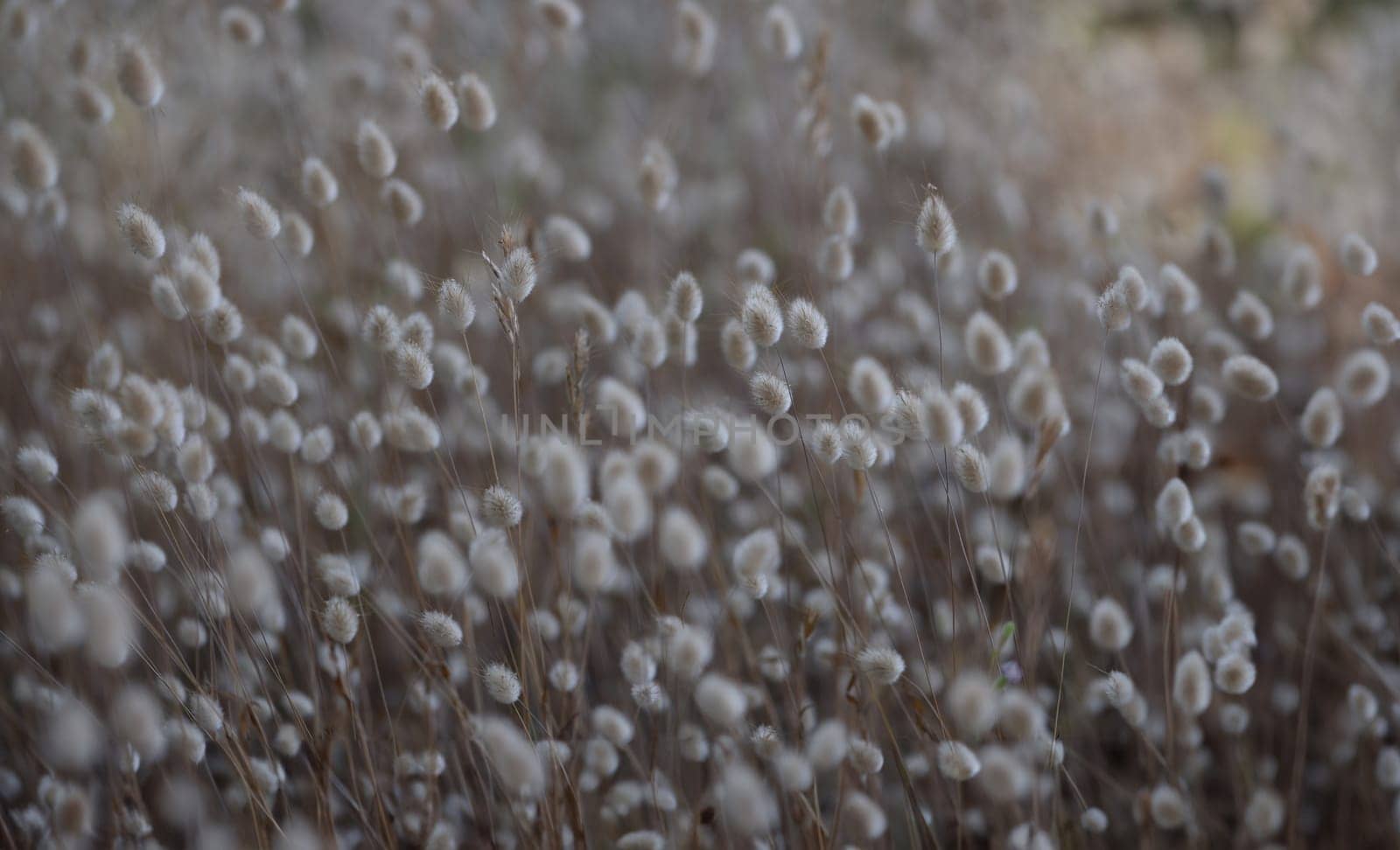 Closeup of many decorative dry coloured weeds background by kuprevich