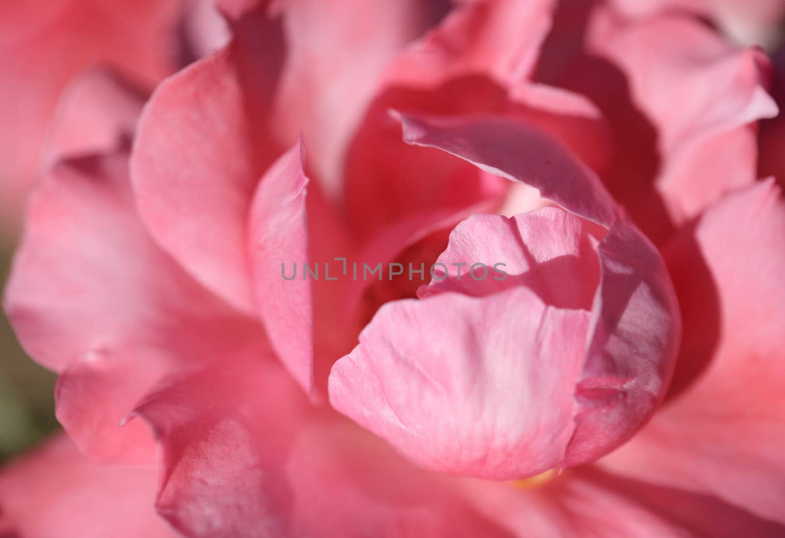 Closeup of beautiful pink rose with wide petals background by kuprevich