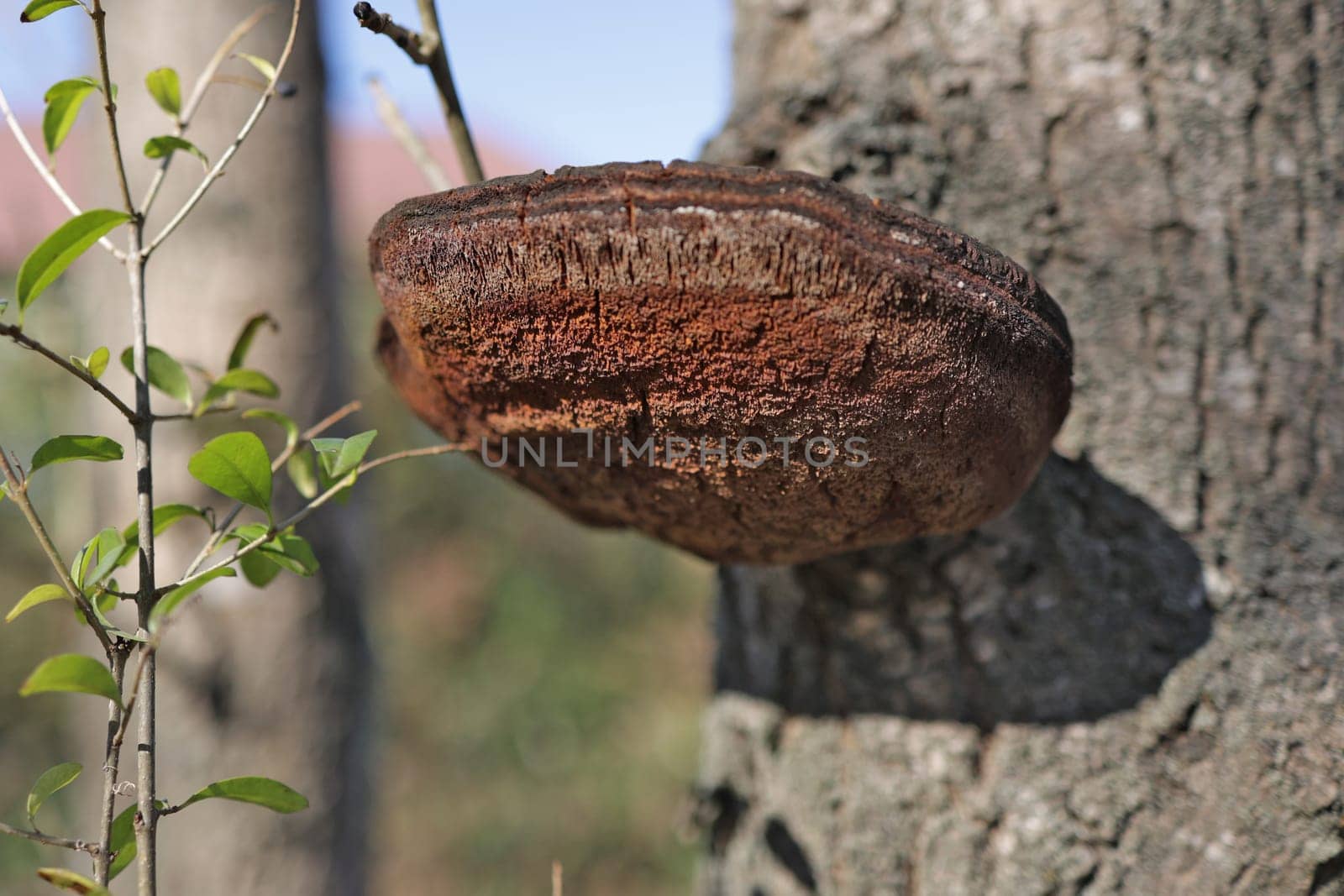 Tinder fungus on aspen trunk. Fomes fomentarius. Fungus is a parasite growing on a tree. false tinder fungus on a tree trunk. photo with shallow depth of field