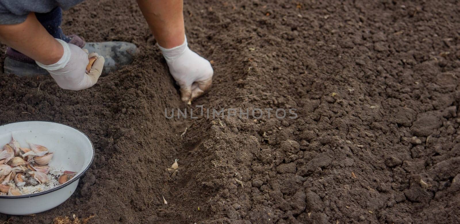 Hands of a farmer holding garlic.planting garlic