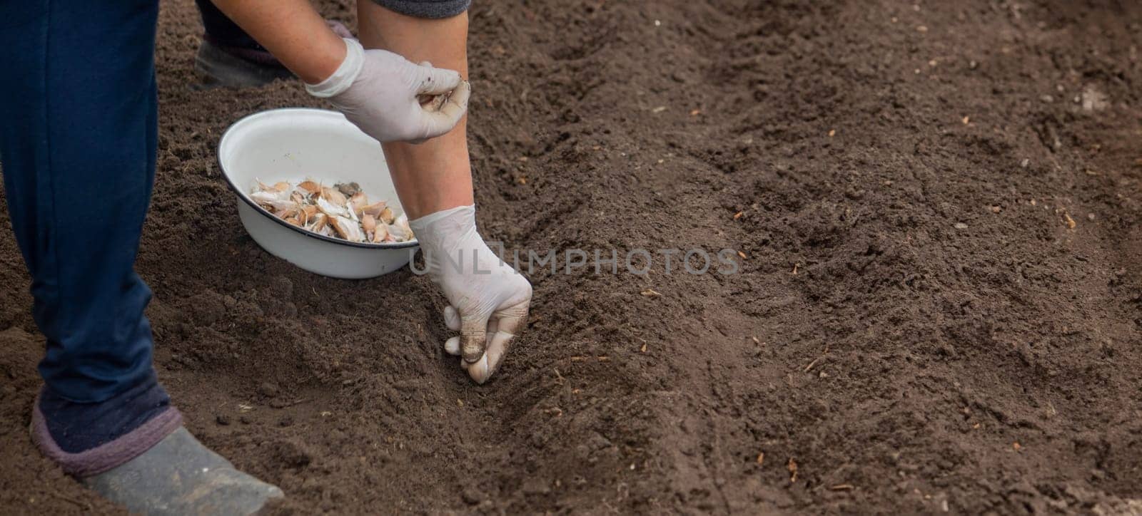 Hands of a farmer holding garlic. planting garlic