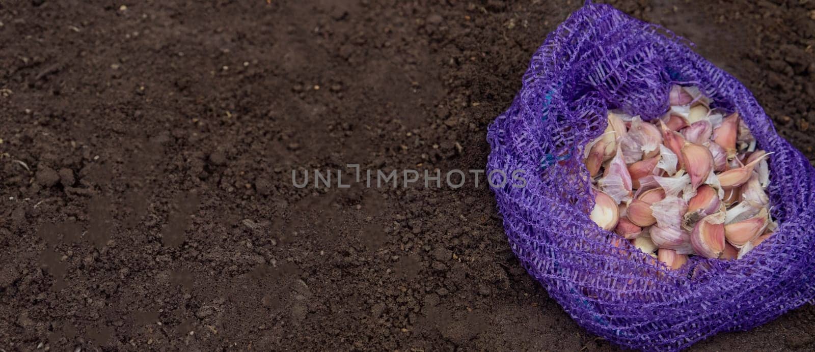 Hands of a farmer holding garlic. planting garlic