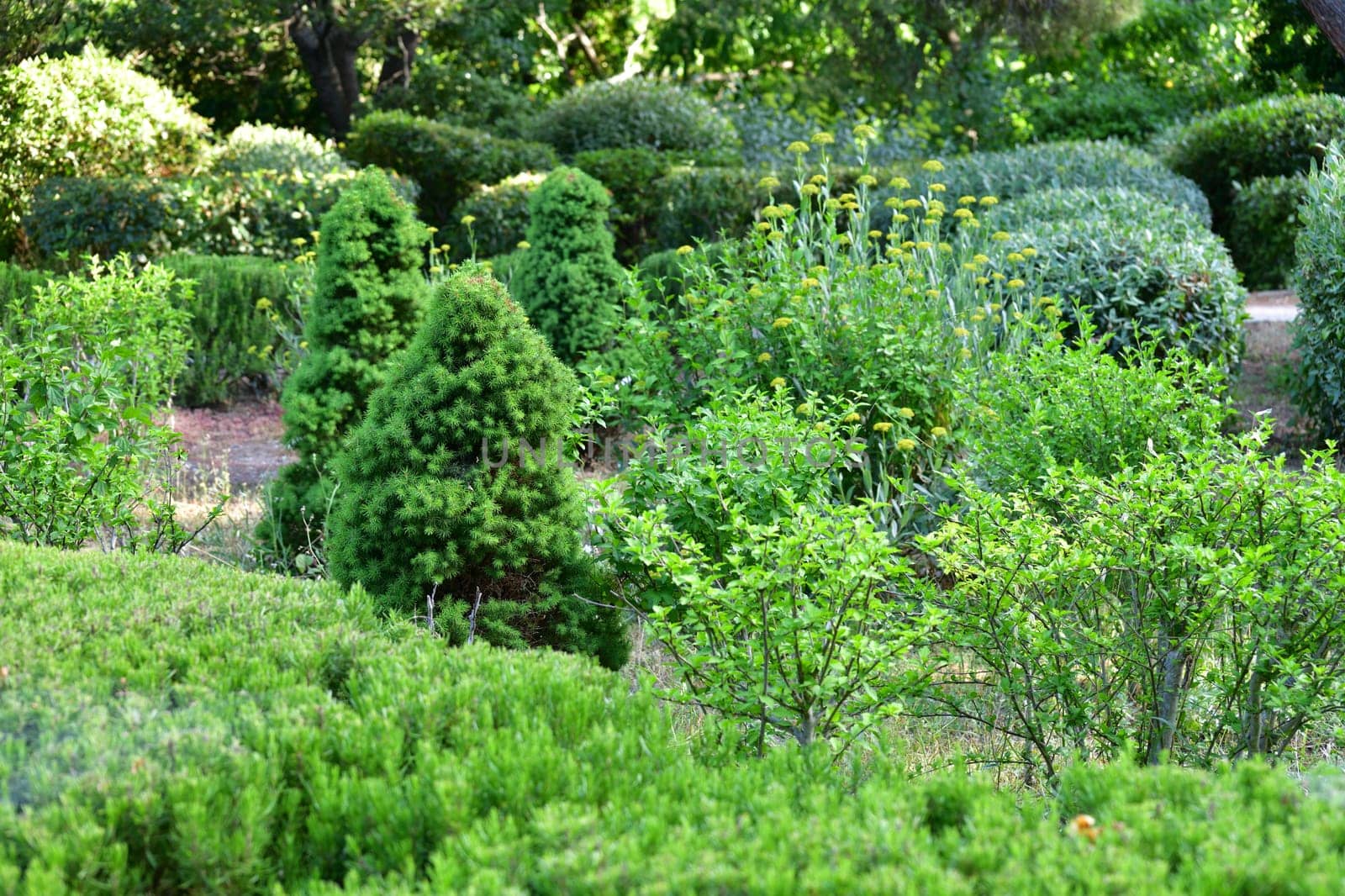 Landscaped park with deciduous and coniferous trees and shrubs by olgavolodina