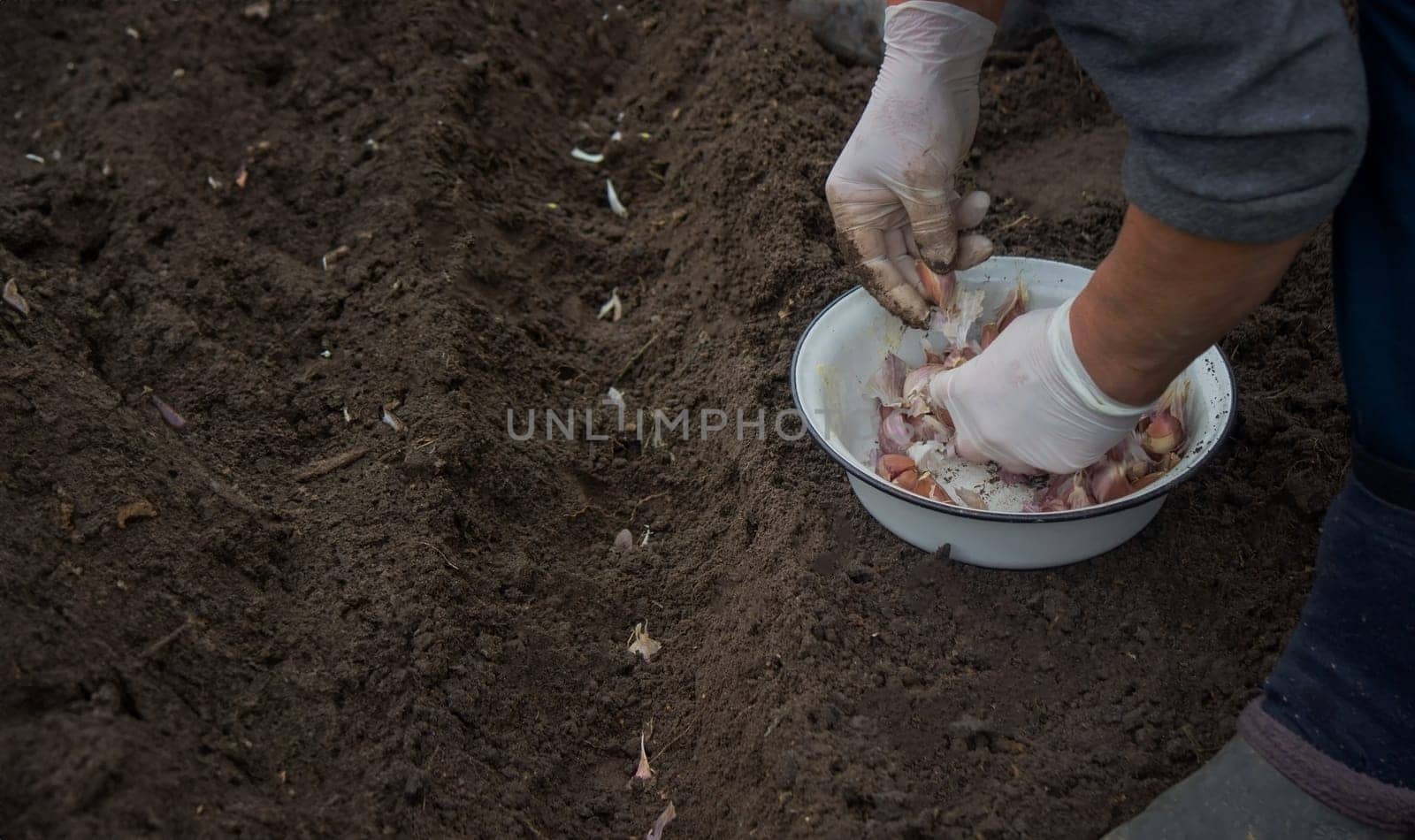 Hands of a farmer holding garlic. planting garlic