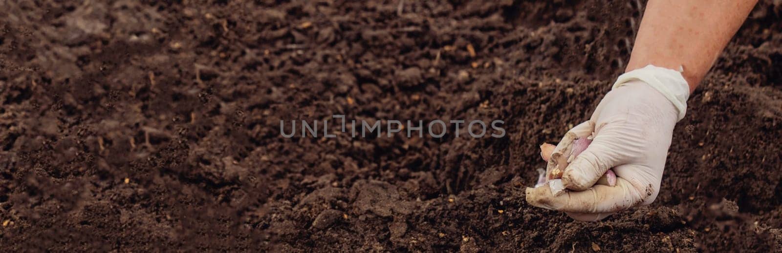 Hands of a farmer holding garlic. planting garlic