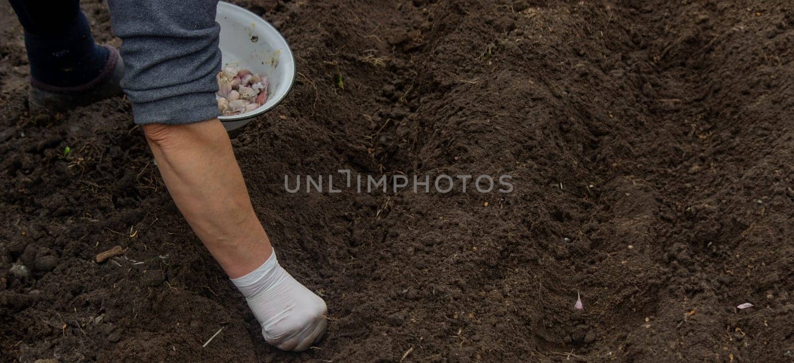 Hands of a farmer holding garlic. planting garlic