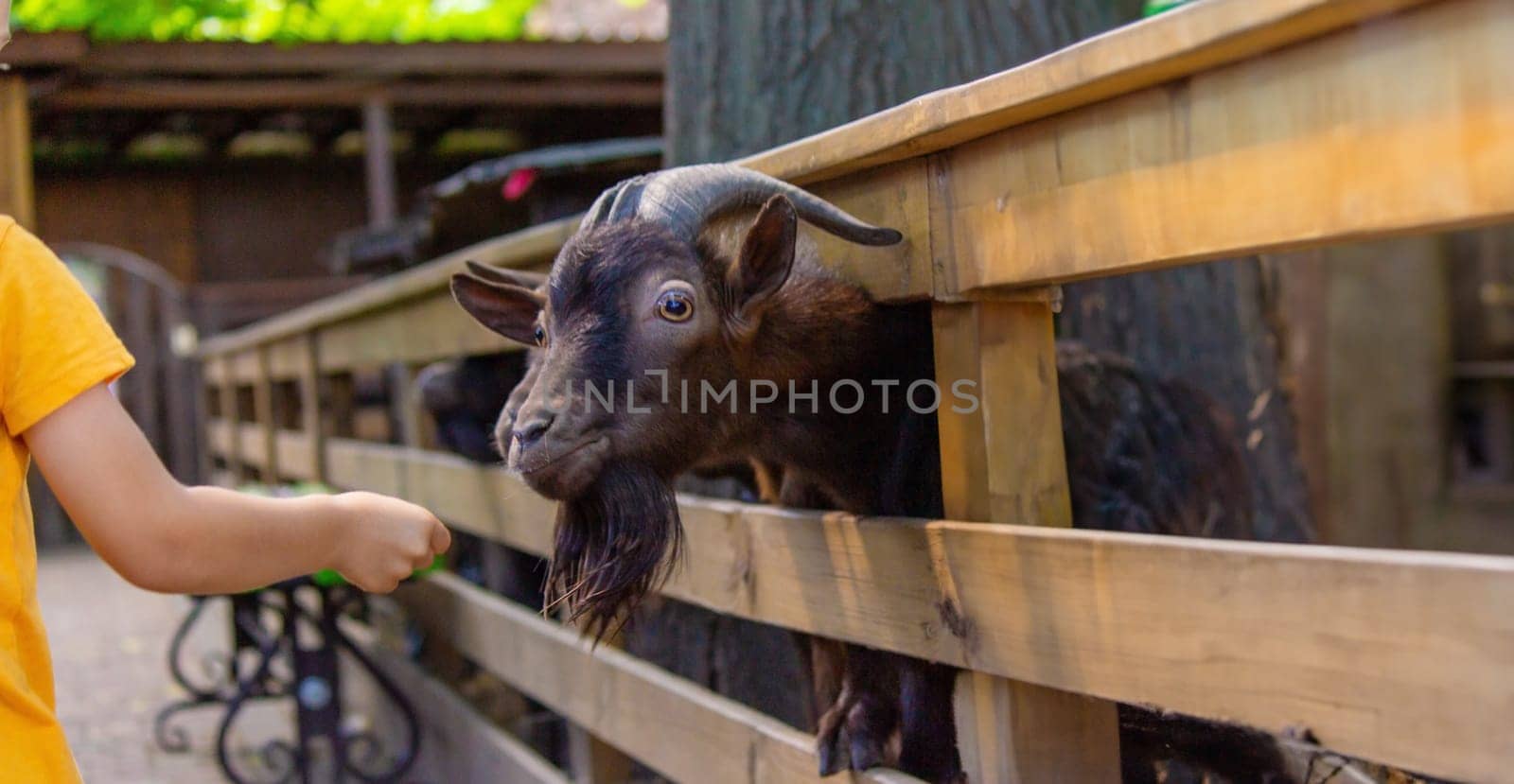 the child feeds from the hands of black horned goats. animals