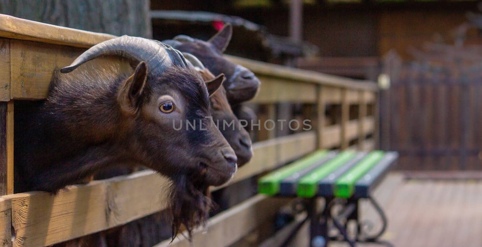 black goats in the zoo behind the fence. animals