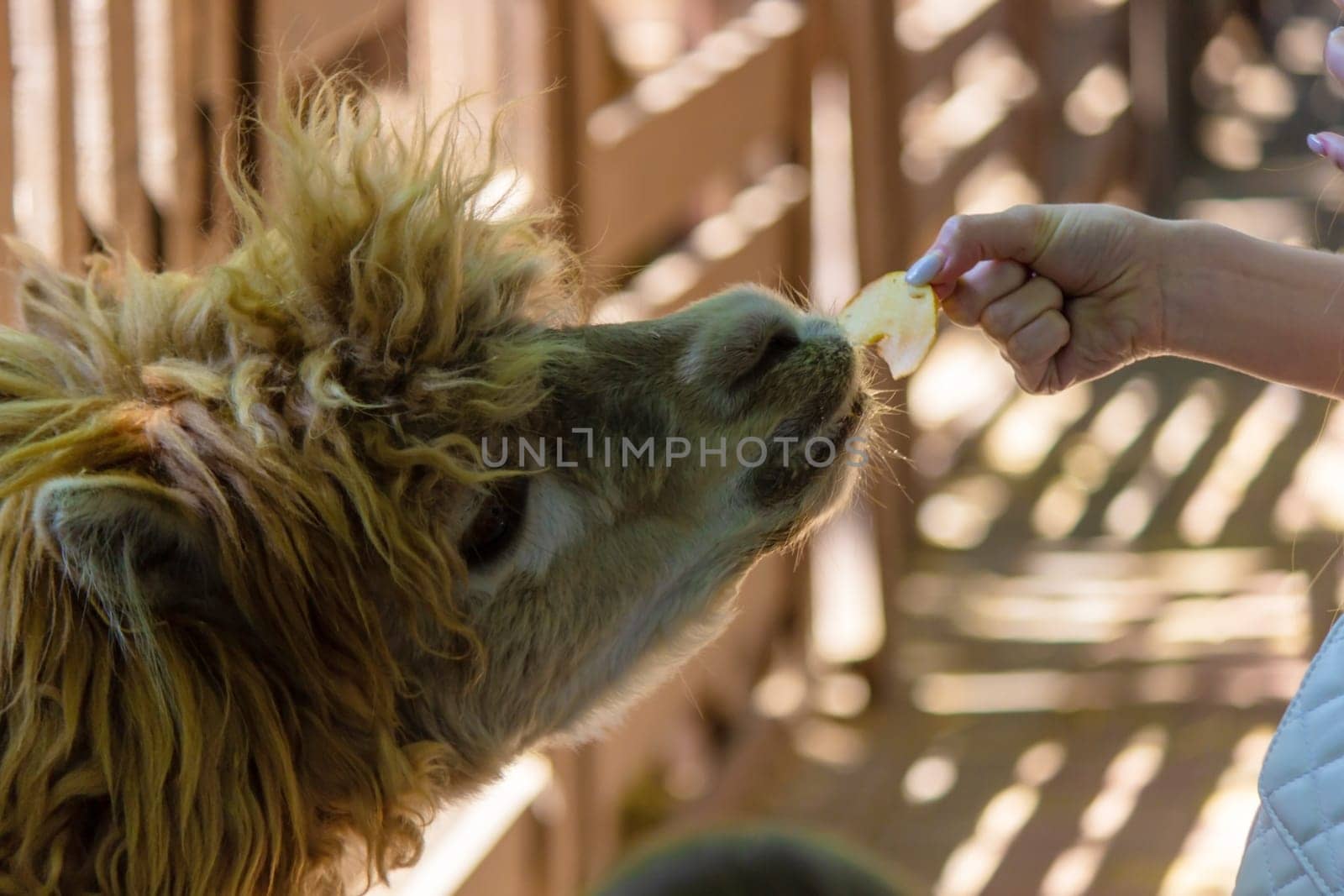 close-up of a girl feeding a llama from her hands