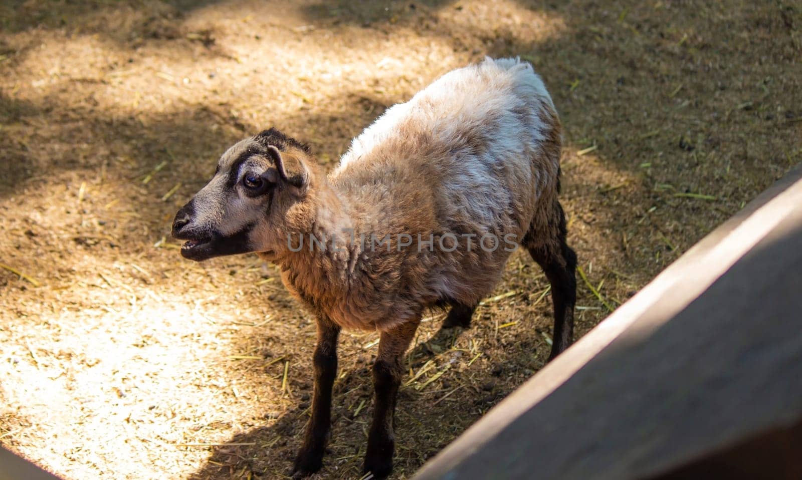 goats in the zoo. animals