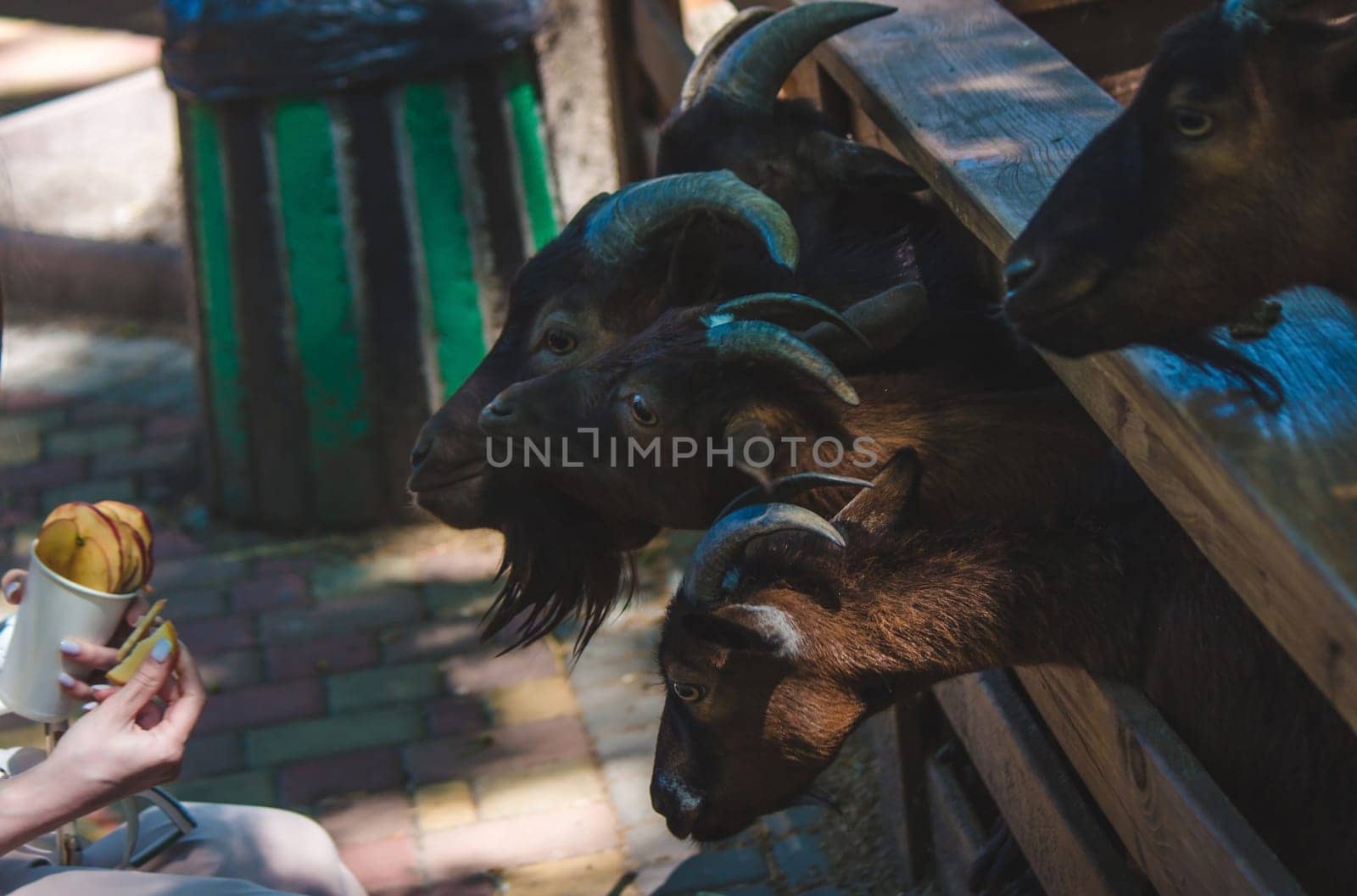 girl feeds goats from her hands close-up.animals.