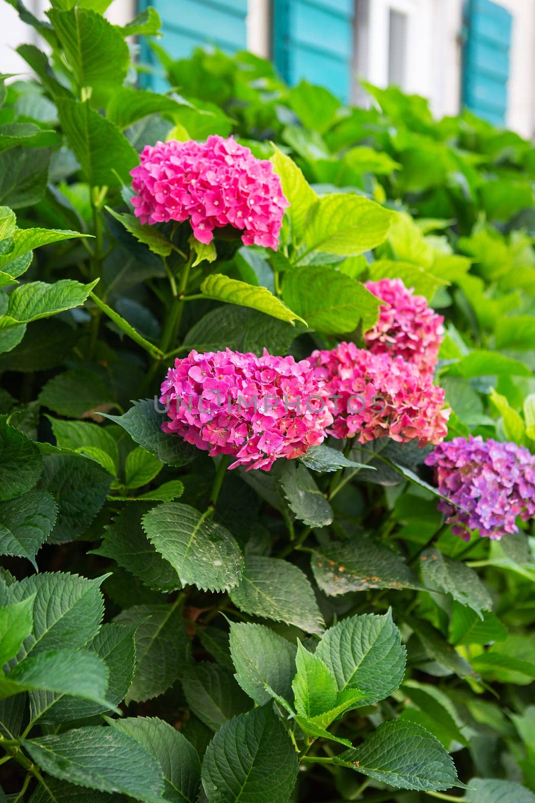 A very beautiful pink hydrangea bush against the background of a beautiful house with green shutters